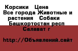 Корсики › Цена ­ 15 000 - Все города Животные и растения » Собаки   . Башкортостан респ.,Салават г.